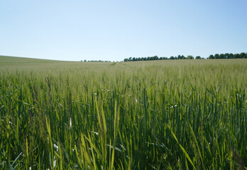 Green oak plants in a field in spring with trees at the horizon, Thuringia, Germany