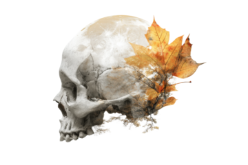 PNG Human skull with autumn leaves artwork symbolizing life and death