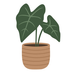 Flat vector illustration of alocasia plant with large dark leaves in a striped ceramic pot.