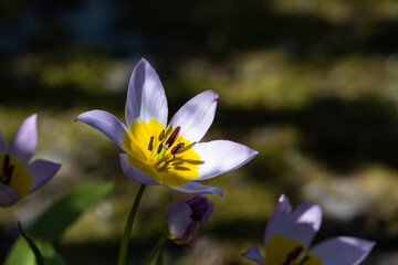 Delicate pale purple and bright yellow flower of an alpine tulip, Tulipa Saxatilis, blooming in a spring garden, as a nature background
