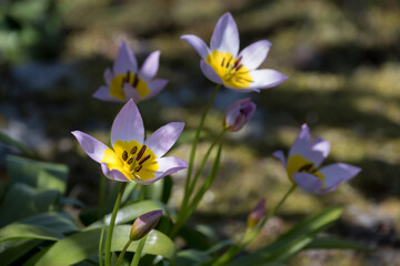 Delicate pale purple and bright yellow flower of an alpine tulip, Tulipa Saxatilis, blooming in a spring garden, as a nature background
