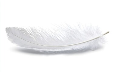 Obraz premium Single white feather, lying on a plain white background