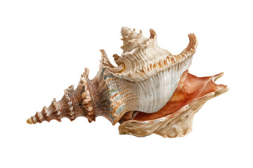 Obraz premium PNG Detailed spiral sea shell with intricate patterns and texture on black background