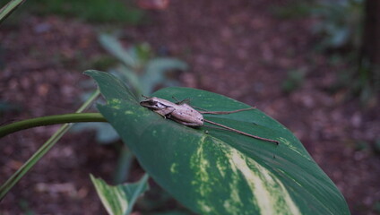 frog on a leaf