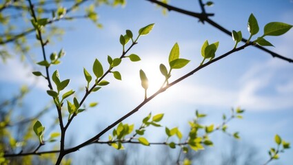 Fresh Green Leaves Budding on Tree Branch Against Blue Sky