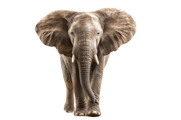 Fototapeta premium PNG Majestic african elephant with large ears and trunk on white background