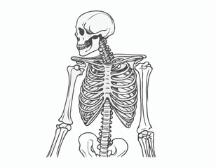 Line Art Human Skeleton Illustration
