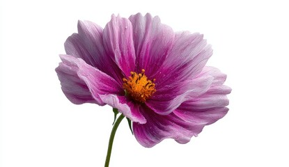 Fototapeta premium Delicate pink cosmos flower with water droplets, isolated on white.