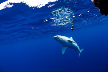 Shark glides through the deep blue waters off the coast of Hawaii.