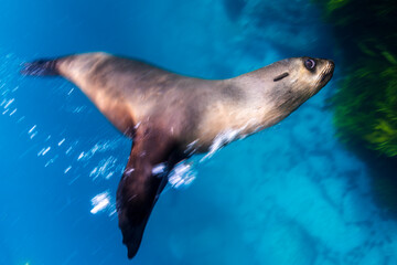 A seal twirls playfully in the crystal-clear water, Australia.