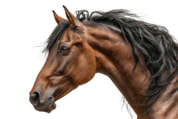 PNG Majestic brown horse portrait with black mane on black background