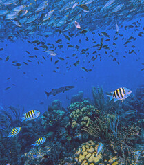 Baitball off the coast of the Cariibean island of Bonaire