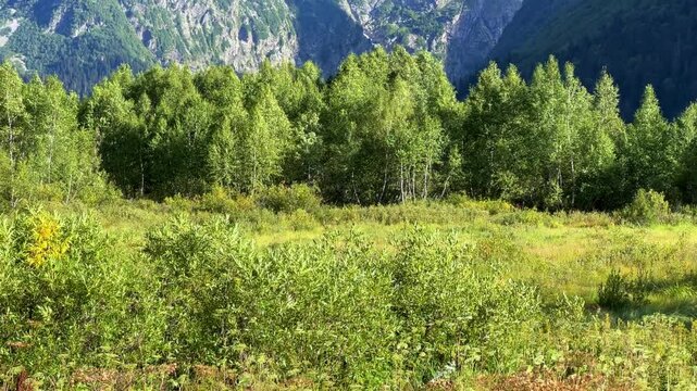 Teberdinsky Nature Reserve. View of Kosygin's glade in the Gonachkhir gorge and the top of Dombai-Ulgen mountain near Lake Tumanly-Kel on a sunny summer day. Panoramic landscape. Resort. 4K