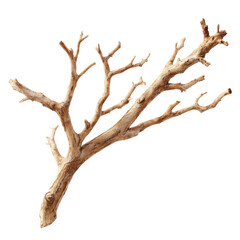 Realistic dry tree branch isolated on transparent or white background. A high resolution PNG image of Realistic dry tree branch.