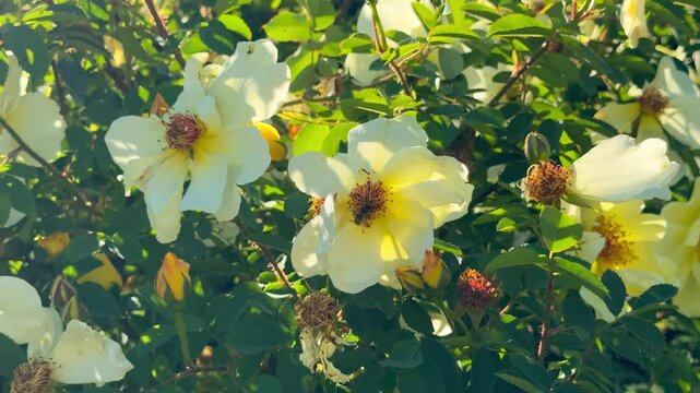 Bee on yellow rose flower in sunny garden