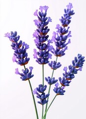 Fototapeta premium Close-up of five vibrant purple lavender flower spikes with detailed petals and green stems against a white background conveying freshness and calmness