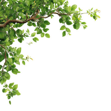 Tree branch, greenery tree branch foliage on corner border isolated on transparent or white background. A high resolution PNG image of Tree branch, greenery tree branch foliage on.