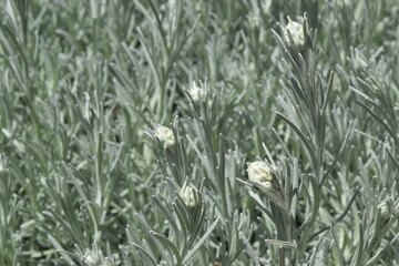 Os vinhos e vinhedos de Mendonça, Argentina.