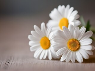 Obraz premium Fresh White Daisies on a Soft Brown Surface with Gentle Lighting