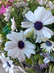 daisies in a garden