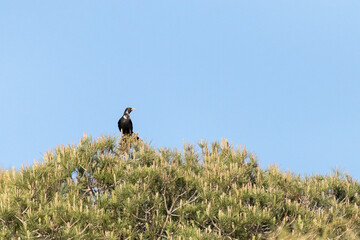 En la copa del pino un elegante Mirlo común (Turdus merula)
