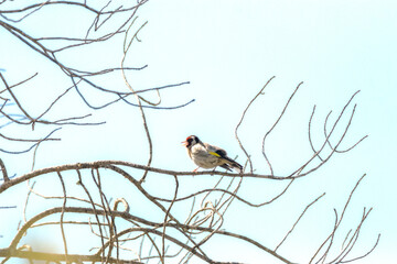 Cantando en una rama un Jilguero (Carduelis Carduelis)
