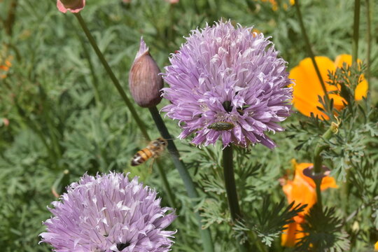 Os vinhos e vinhedos de Mendon&ccedil;a, Argentina.