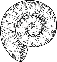 Obraz premium Seashell vector icon. Hand drawn illustrations of engraved line. Collection of realistic sketches various mollusk sea shells different forms on white background