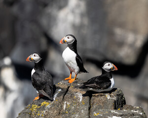 Fototapeta premium Puffins sitting on a rock. Close-up on a bright, sunny day. Isle of May