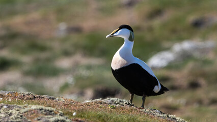 A eider duck is standing on a rock in a grassy field. Isle of May
