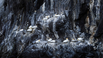 A group of Northern gannets are perched on a rocky cliff. Breeding season.