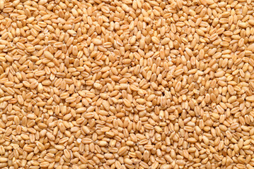 Whole wheat grain texture background, Food ingredient