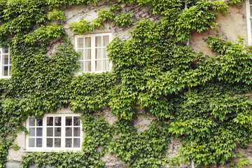 ivy growing on an English countryside home