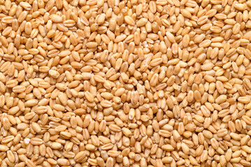 Whole wheat grain texture background, Food ingredient
