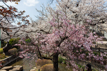 シダレザクラ,枝垂れ桜, Weeping Cherry, Prunus Spachiana,
二ヶ領用水桜まつり。
用水沿いで満開に咲く美しいソメイヨシノ（桜・バラ科）
川岸でお花見宴会をする人々や
撮影する観光客もたくさんいる。
二ヶ領用水中原区川崎市神奈川県-2025
