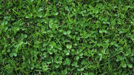 Obraz premium Green Grass and Clover: A captivating macro shot of lush, verdant grass interspersed with patches of delicate clover, creating a textured tapestry of natural beauty.