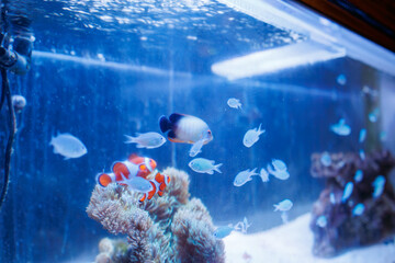 カクレクマノミ（クマノミ亜科）, Ocellaris clownfish, Amphiprion...