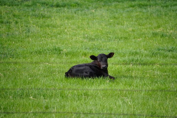 baby cow on the grass