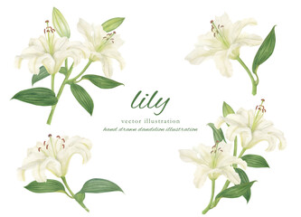 White lily cartoon painted in watercolor