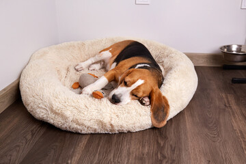 Beagle dog is lying on the dog bed