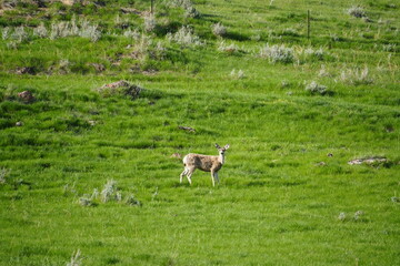 Fototapeta premium white tailed deer