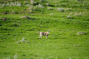 Fototapeta premium white tailed deer