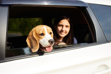 Cute beagle dog looks out of the car window.
