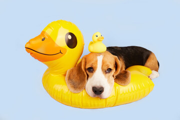 A beagle dog is lying on an inflatable floating circle