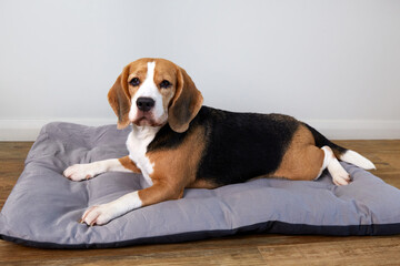  A beagle lies on a soft dog bed in a cozy home environment