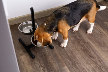 A beagle dog eats dry food from a bowl