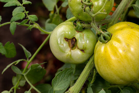 Green tomato deformed with catfacing and zippering problem. Gardening, blemished produce, garden disease and disorder concept. 