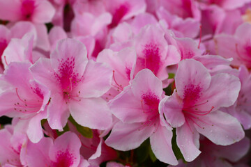 Pink and white azalea flowers blooming beautifully along a pedestrian sidewalk in Tokyo, Japan