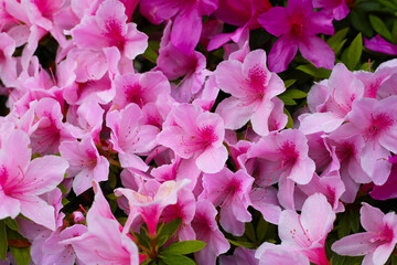 Pink and white azalea flowers blooming beautifully along a pedestrian sidewalk in Tokyo, Japan