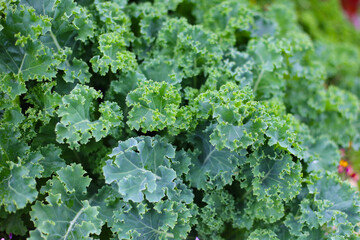 Green leaves of kale plants in a garden